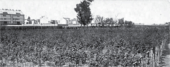 Baštovo zahradnictví